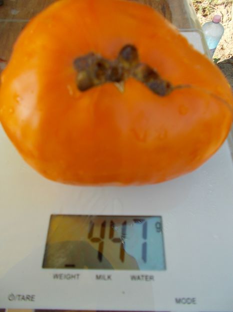  - SEMINTE ROSII - GOLDEN JUBILEE