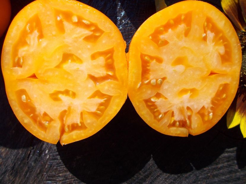  - SEMINTE ROSII - GOLDEN JUBILEE