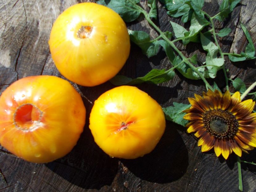  - SEMINTE ROSII - STRIPED GERMAN