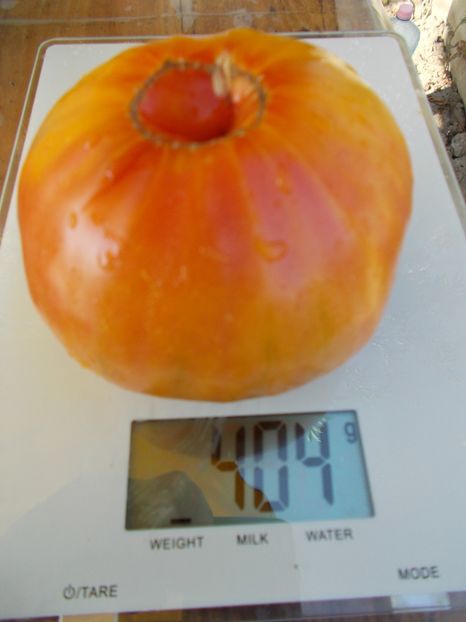  - SEMINTE ROSII - STRIPED GERMAN