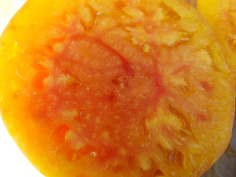  - SEMINTE ROSII - STRIPED GERMAN