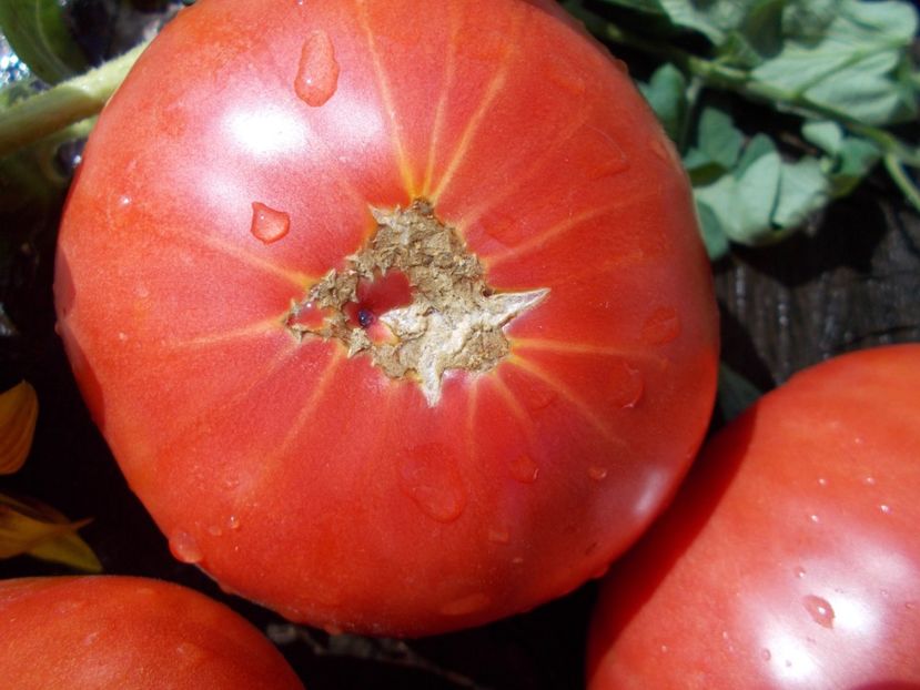  - SEMINTE ROSII - BIG ROSY UNDERWOOD