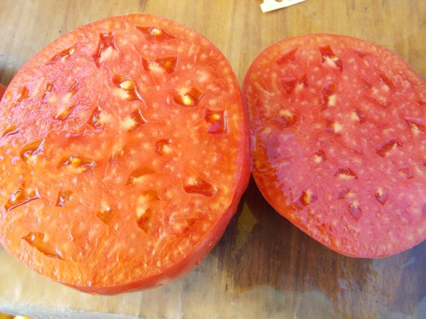  - SEMINTE ROSII - BIG ROSY UNDERWOOD