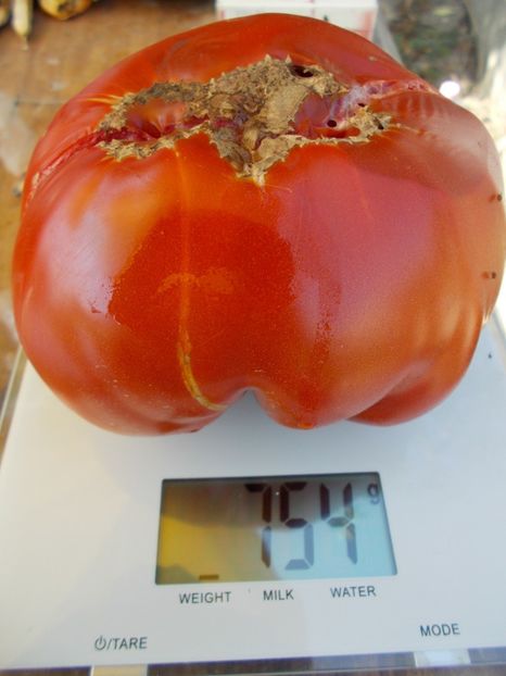  - SEMINTE ROSII - BANGLADESH OXHEART