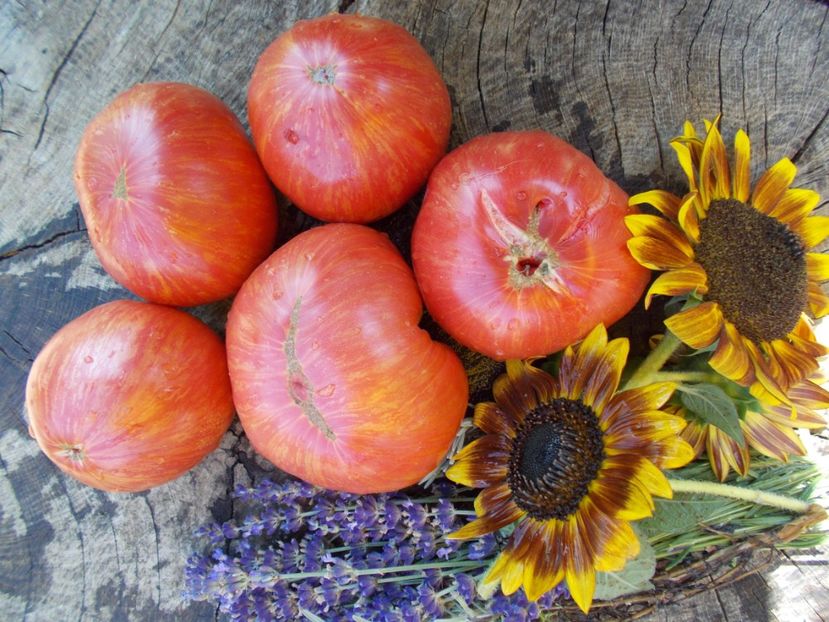  - SEMINTE ROSII - PURPLE PASSION