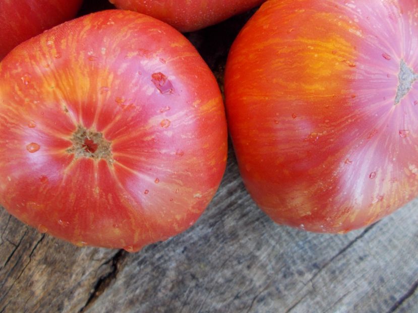  - SEMINTE ROSII - PURPLE PASSION