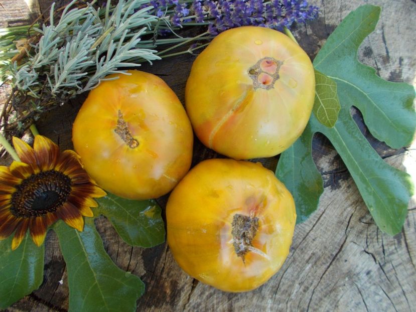  - SEMINTE ROSII - ANANAS NOIRE