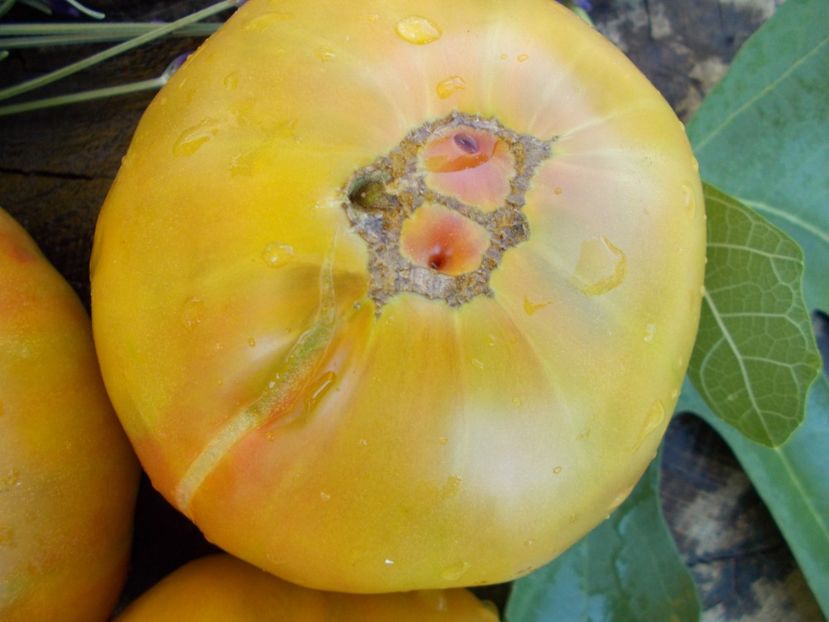  - SEMINTE ROSII - ANANAS NOIRE