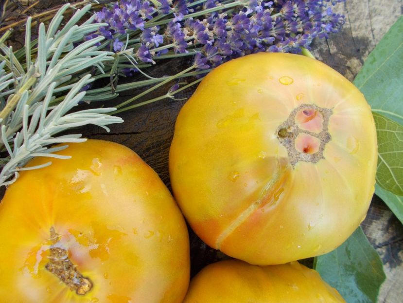  - SEMINTE ROSII - ANANAS NOIRE