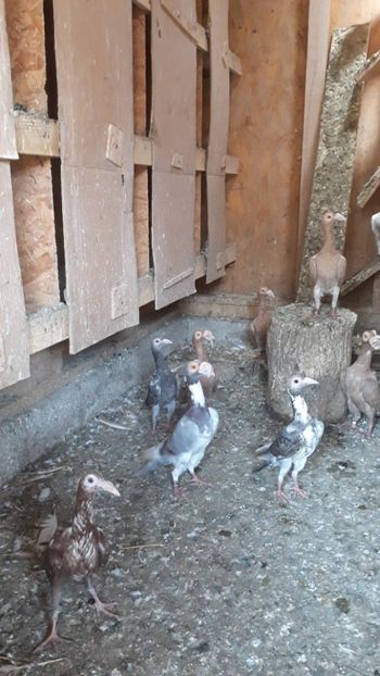  - CARIERI -VOIAJORI GERMANI DE VANZARE 2018