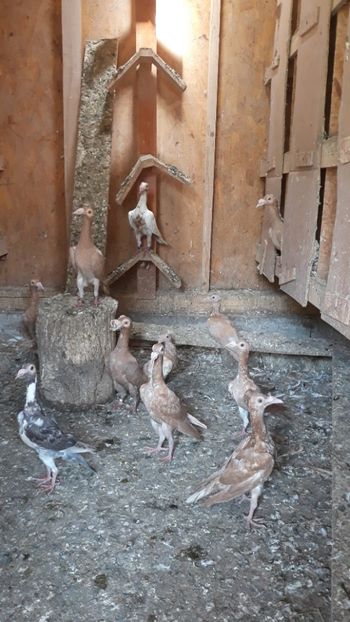  - CARIERI -VOIAJORI GERMANI DE VANZARE 2018