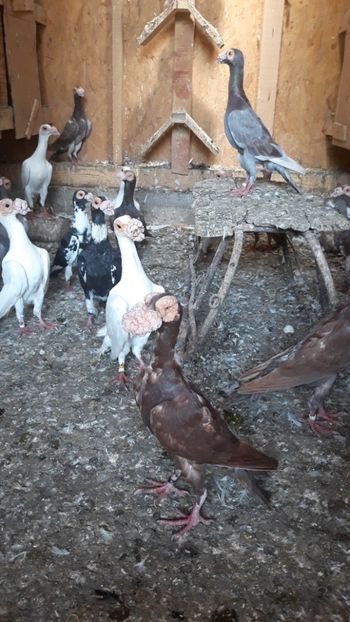  - PORUMBEI DE VANZARE 2018