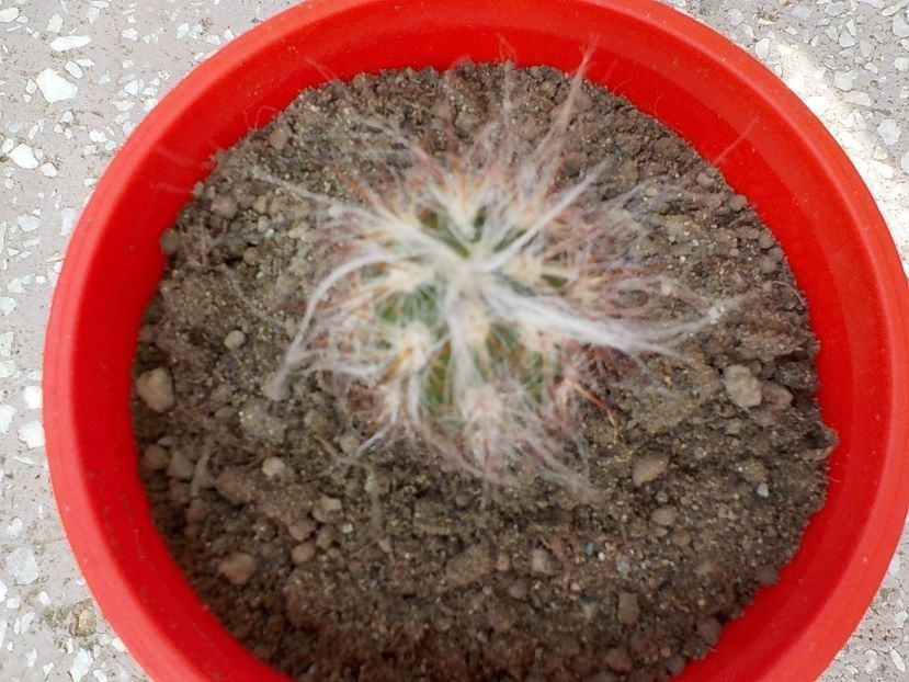 oreocereus celsianus - Genul Oreocereus