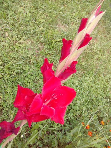  - AAAA_GLADIOLE 2015_2017_2018_2019