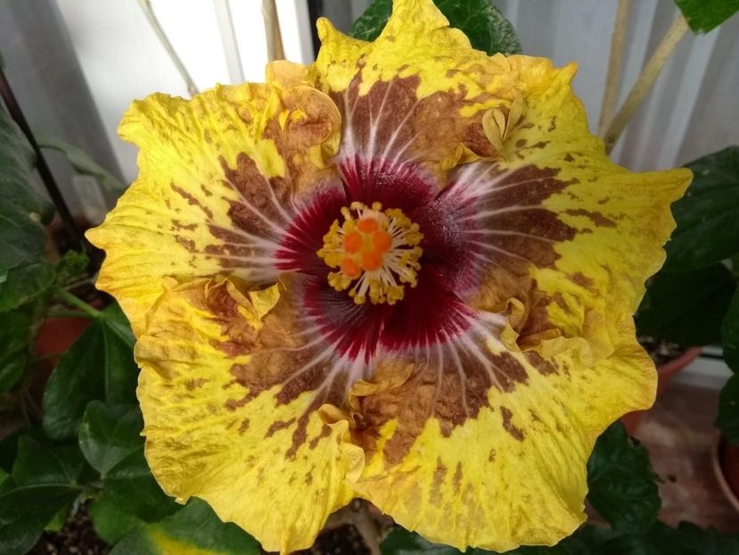 PM.Amritapuri - 0Hibiscus in colectie infloriti