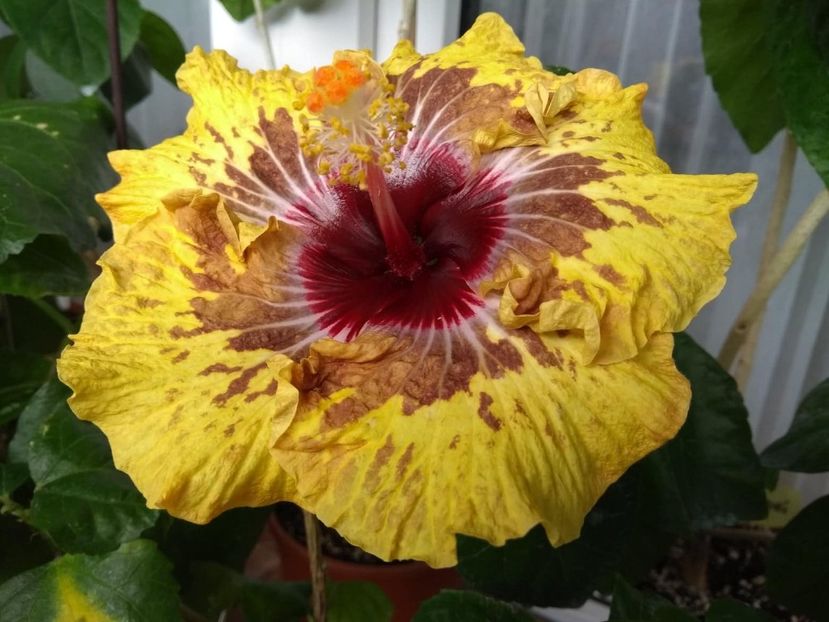 PM.Amritapuri - 0Hibiscus in colectie infloriti