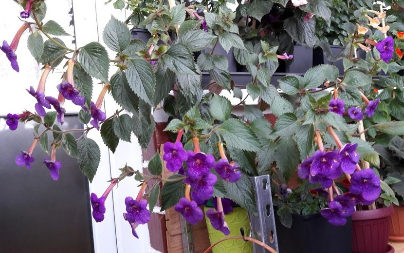 Jenifer - 09 Achimenes 2018