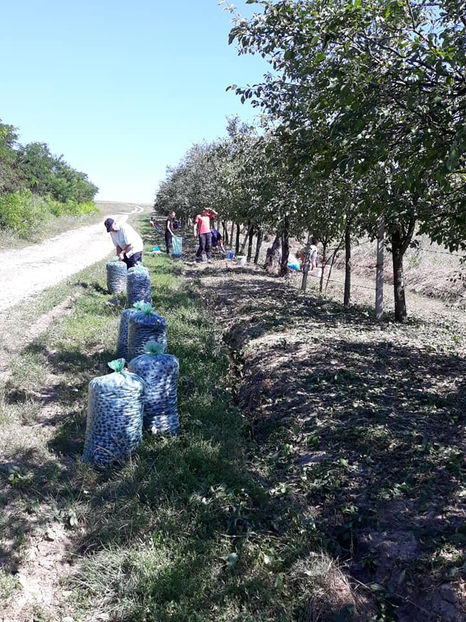  - Recoltă prune 2018