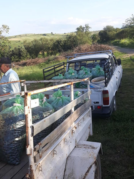  - Recoltă prune 2018