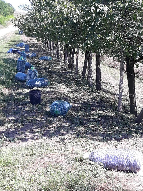  - Recoltă prune 2018