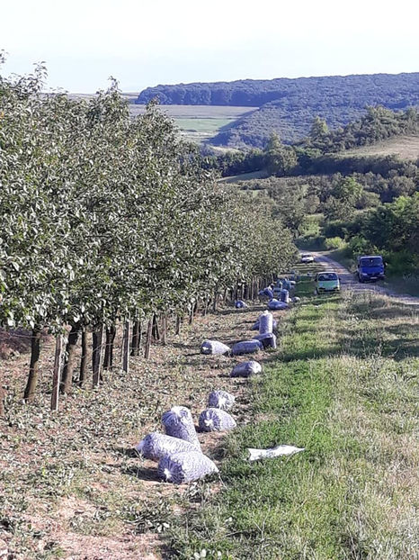  - Recoltă prune 2018