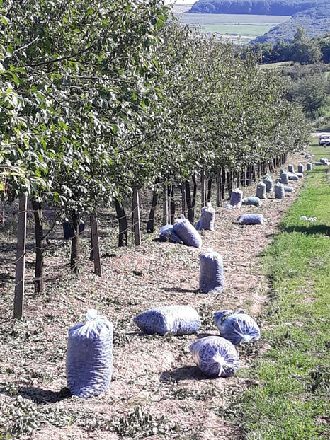  - Recoltă prune 2018