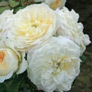 Friedenslicht - TRANDAFIRI