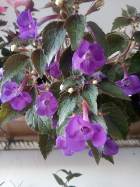  - Violaceea semiplena