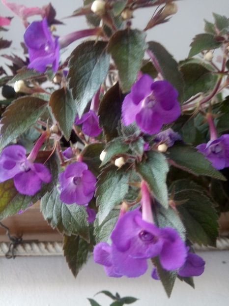  - Violaceea semiplena