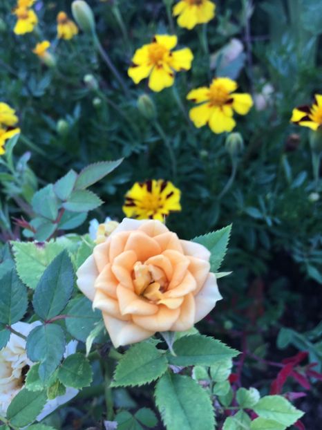 02F274C5-8317-4251-AC55-65918F82E504 - Trandafiri la balta