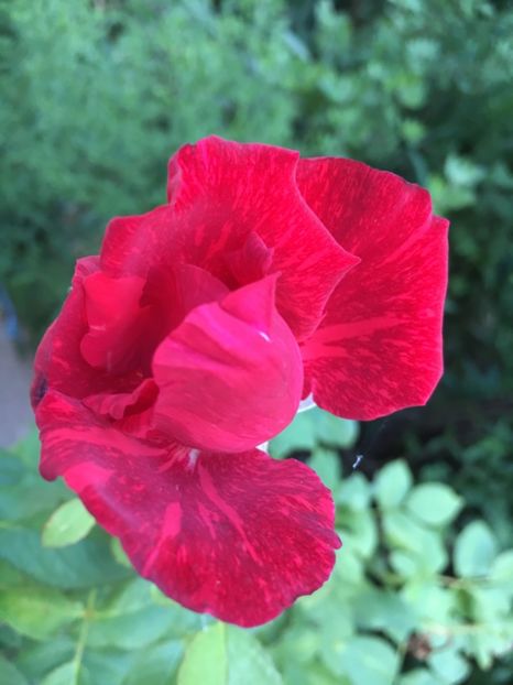 57DAF4AE-7E3B-421C-A2E0-AB53321F9278 - Trandafiri la balta