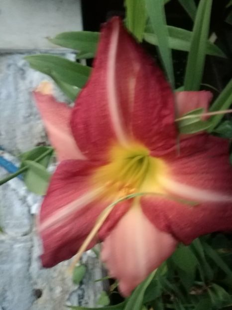  - Hemerocallis Crin-de-o-zi