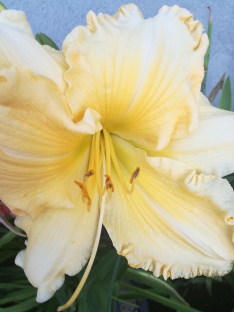  - Hemerocallis Crin-de-o-zi