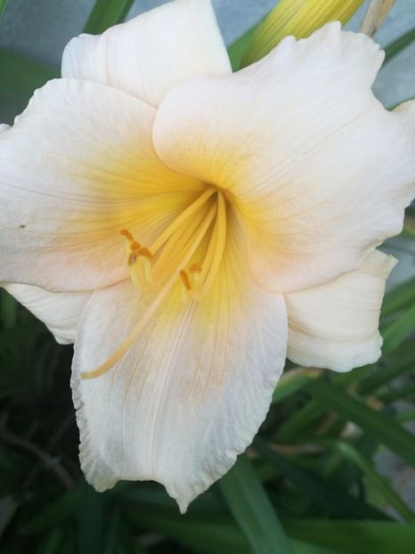  - Hemerocallis Crin-de-o-zi
