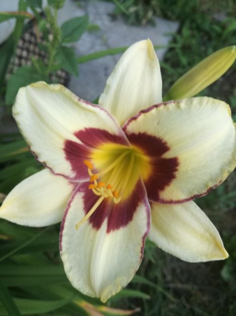  - Hemerocallis Crin-de-o-zi