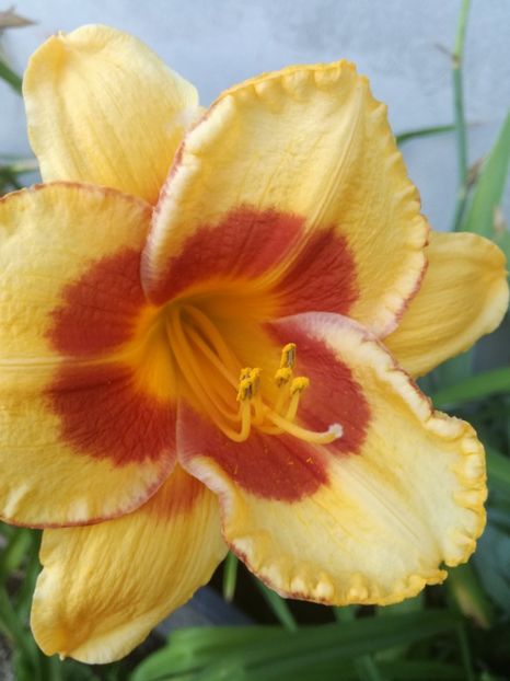  - Hemerocallis Crin-de-o-zi