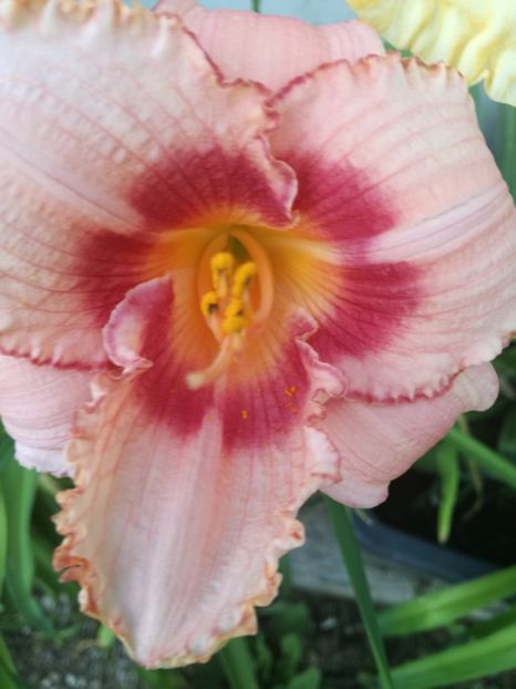  - Hemerocallis Crin-de-o-zi