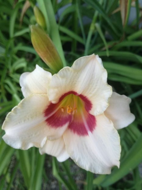  - Hemerocallis Crin-de-o-zi