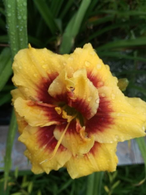  - Hemerocallis Crin-de-o-zi