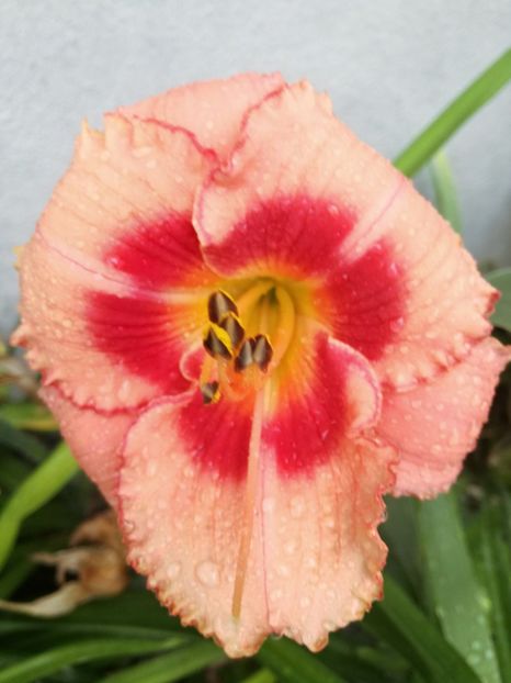  - Hemerocallis Crin-de-o-zi