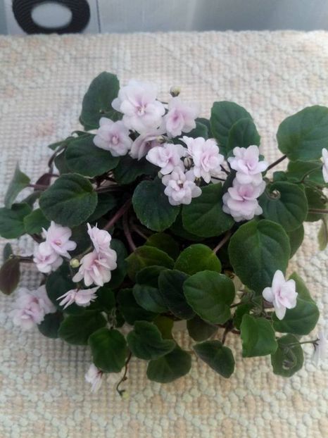 18 aug - Rob s Vanilla trail