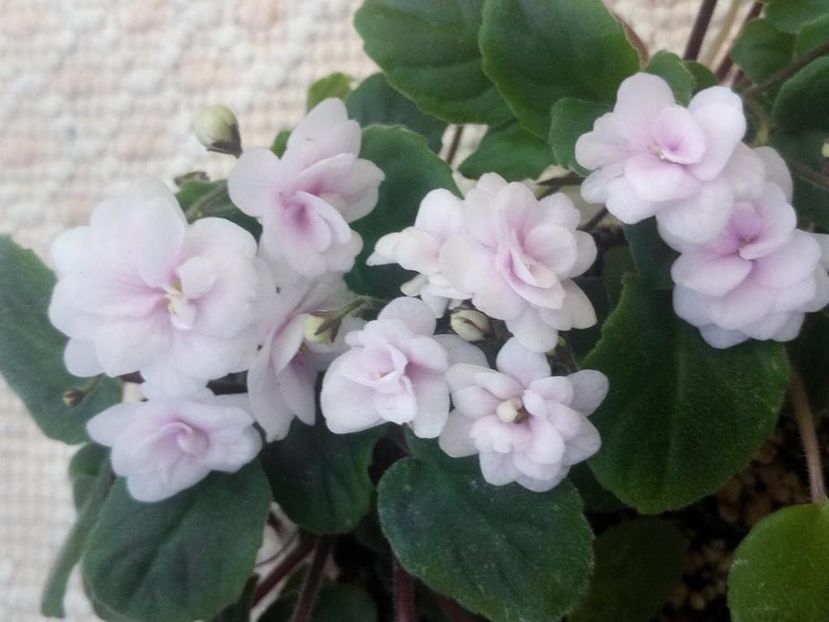 18 aug - Rob s Vanilla trail