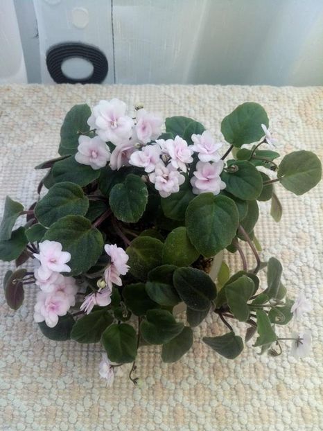 18 aug - Rob s Vanilla trail