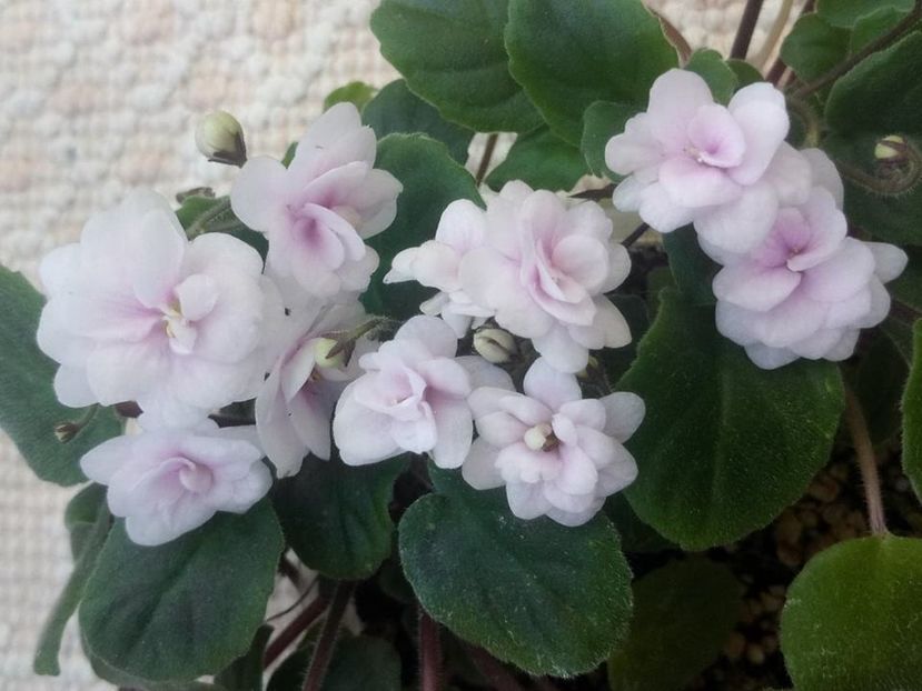 18 aug (9) - Rob s Vanilla trail