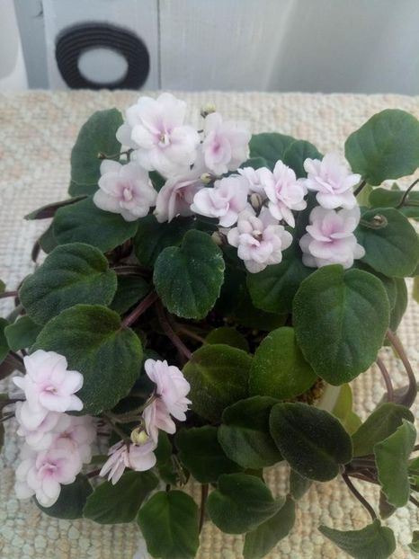 18 aug (10) - Rob s Vanilla trail