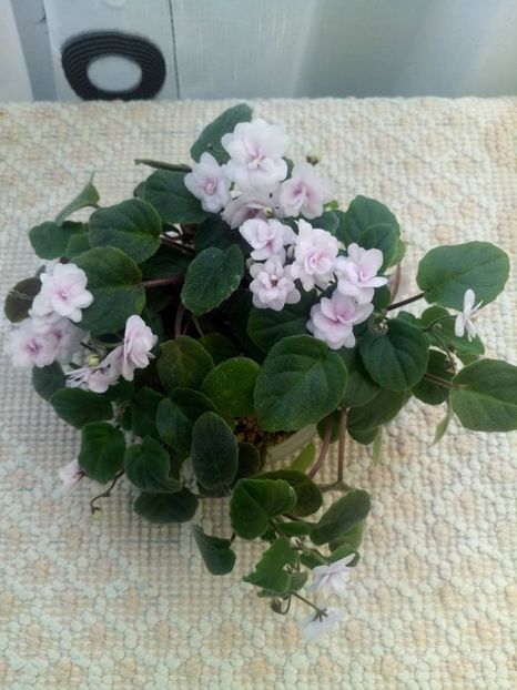 18 aug (11) - Rob s Vanilla trail