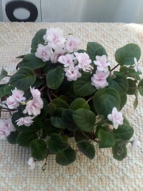 18 aug - Rob s Vanilla trail