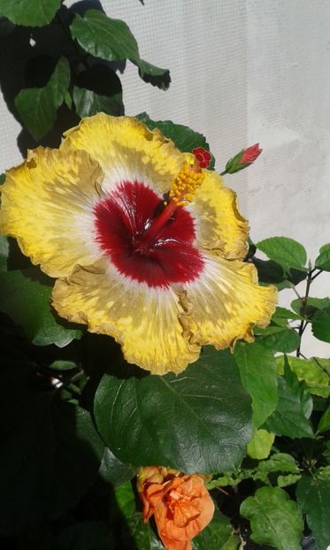 Prima floare - Shiva