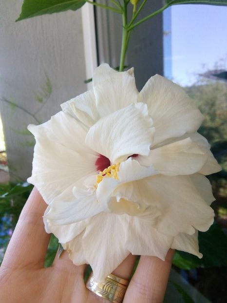 Mulțumesc Dna Luminița - Hibiscus 2018