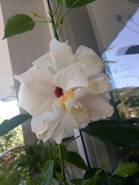 Mulțumesc marimar82 - Hibiscus 2018